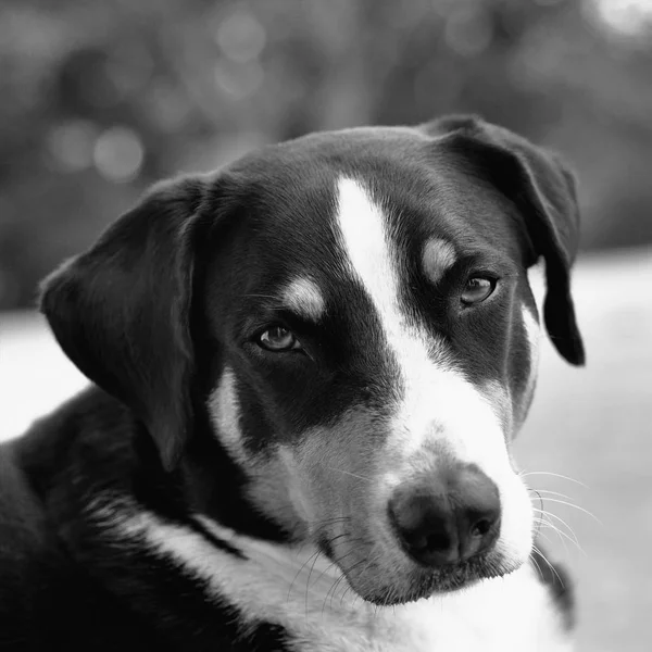 Joven Sennenhund Primer Plano Mirada Juguetona Los Ojos — Foto de Stock