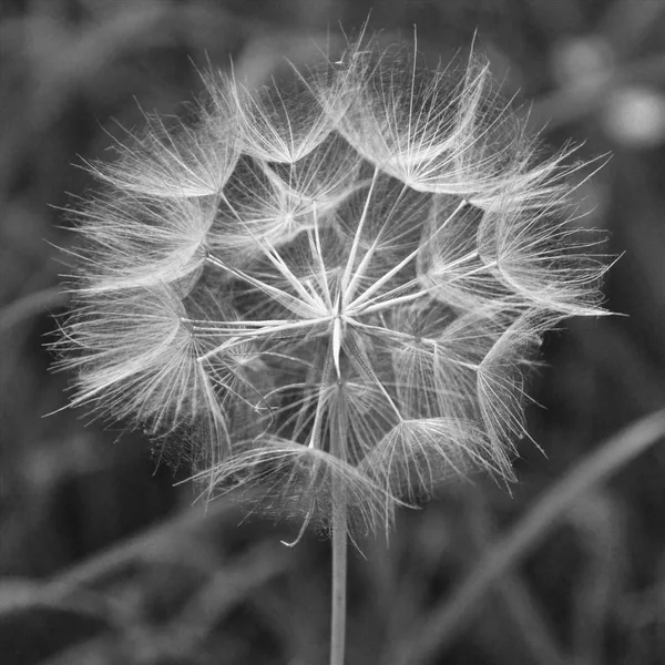 Diente León Macro Foto Comienzo Del Verano Super Primer Plano — Foto de Stock