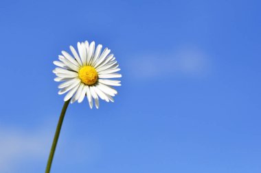 alan papatya çiçek mavi gökyüzü