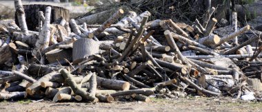 Geniş gövde parçası üzerinde grou yalan çam ağaçları kesilen