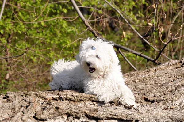Maltesiska valp hund på en träbalk — Stockfoto