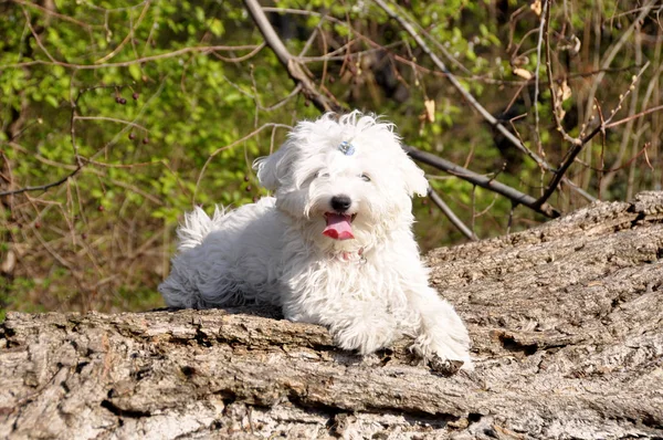 Maltesiska valp hund på en träbalk — Stockfoto