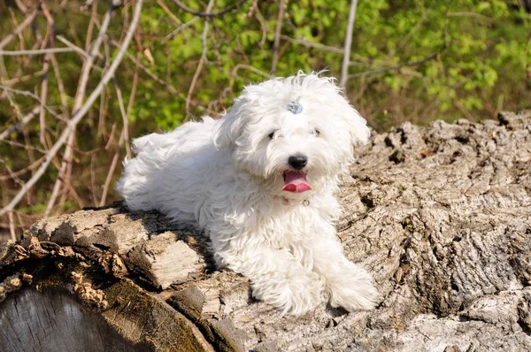 Perro cachorro maltés (Perro maltés) — Foto de Stock