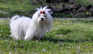 Sonbahar ormandaki küçük köpek maltezer