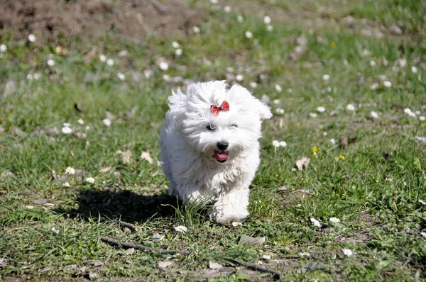 Liten vit Maltesiska hund utomhus — Stockfoto