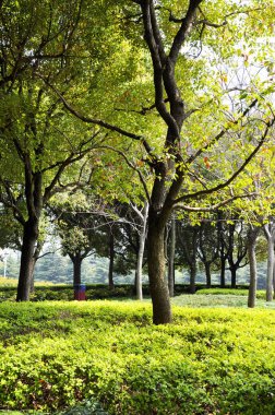 Bulutlu havalarda sabah sonbahar Parkı. Resim Sonbahar par