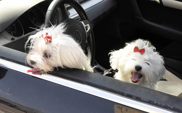 Dos perros malteses miran desde la ventana de un coche . — Foto de Stock