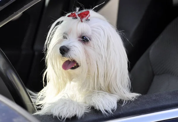 Maltese dog in the car looking out the window — Stock Photo, Image