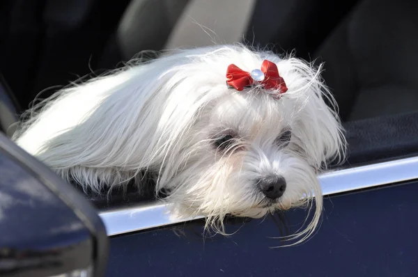 Мальтийская собака в машине смотрит в окно — стоковое фото