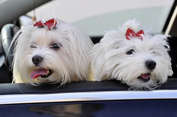 Dois cães de Malltese olham de uma janela de carro — Fotografia de Stock