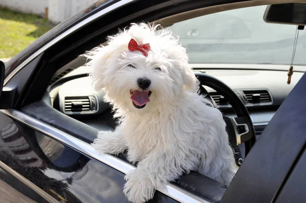 Perro mirón maltés desde la ventana del coche . — Foto de Stock