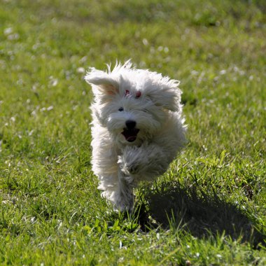 Sonbahar ormandaki küçük köpek maltezer