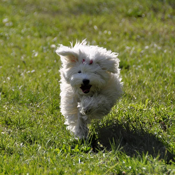 Liten hund maltezer, i skogen höst — Stockfoto