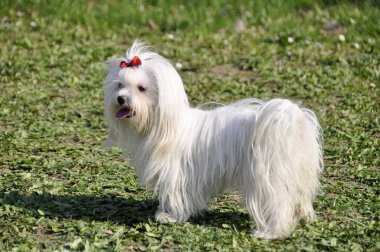 Sonbahar ormandaki küçük köpek maltezer.