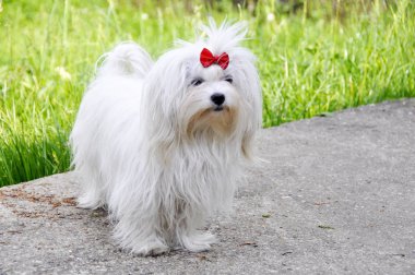 Sonbahar ormandaki küçük köpek maltezer.