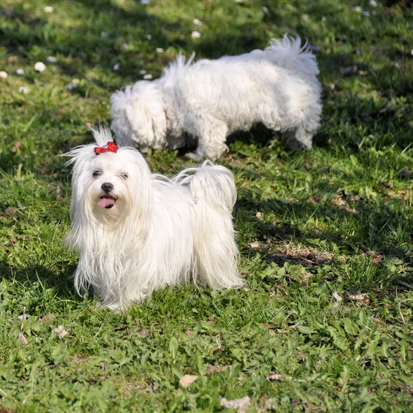 Kicsi kutya maltezer, az őszi erdő. — Stock Fotó