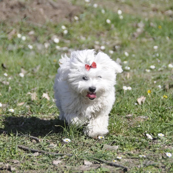 Maltezer câine mic, în pădurea de toamnă . — Fotografie, imagine de stoc