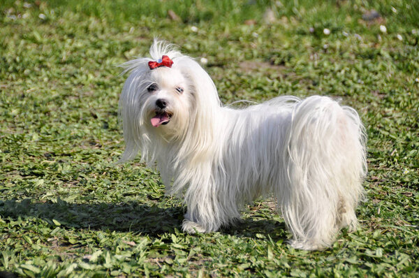 Small dog maltezer, in the autumn forest.