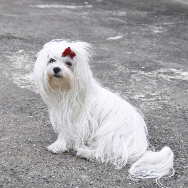 Maltezer cão pequeno, na floresta de outono . — Fotografia de Stock