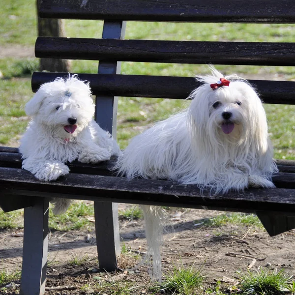 Doi câini maltezi pozând pe o bancă de parc — Fotografie, imagine de stoc