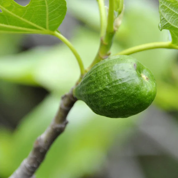 Young green figs on the fig tree — 스톡 사진