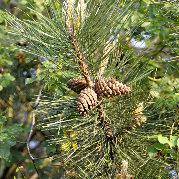 Cône de pin sur le pin à feuilles persistantes trois branches. Sapin, conifères , — Photo