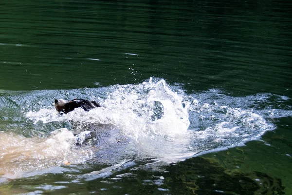 Appenzell elvețian câine de munte pe râu . — Fotografie de stoc gratuită
