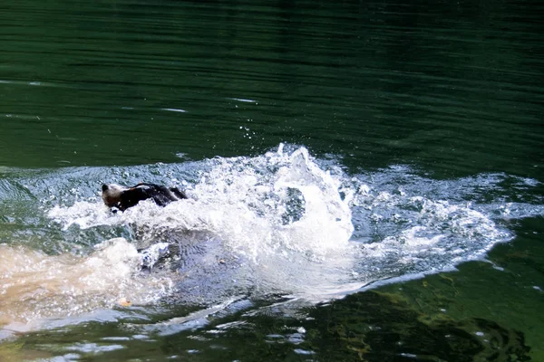 Appenzell swiss gunung anjing di sungai . — Foto Stok Gratis