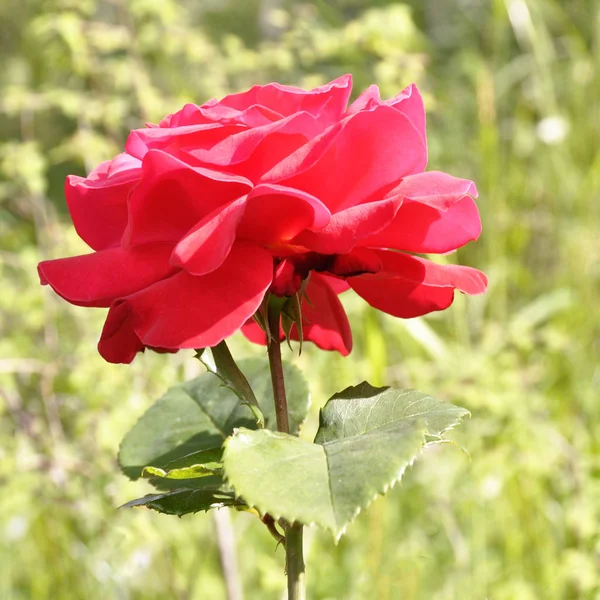 Kırmızı Gül Çiçeği Yakın Çekim Seçici Odak — Stok fotoğraf