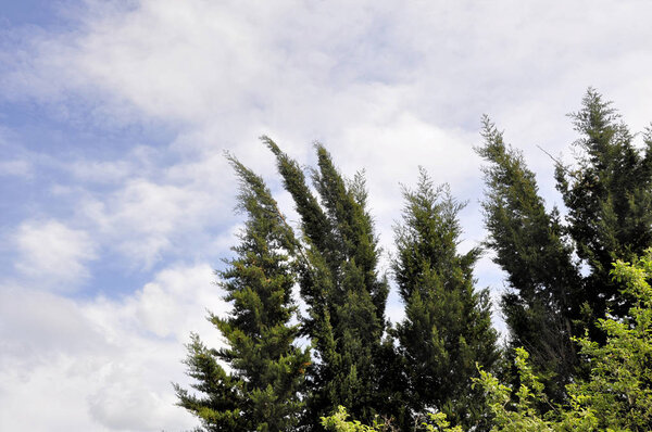 The tops of the fir trees on  cloudy day against the blue sky