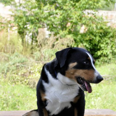 Genç Sennenhund yakın çekim playfull göz gözde