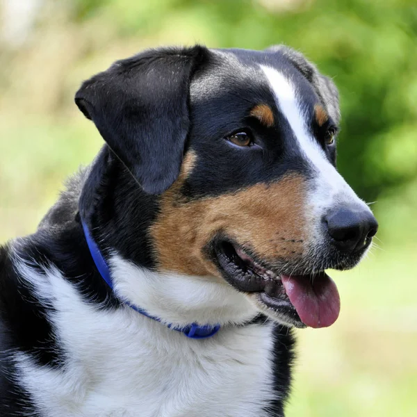 Jovem Sennenhund close-up playfull olhar nos olhos — Fotografia de Stock Grátis