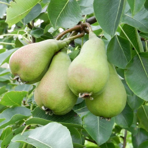 Rijp peren op boomtak. Biologische peren in de tuin. Sluiten. — Gratis stockfoto