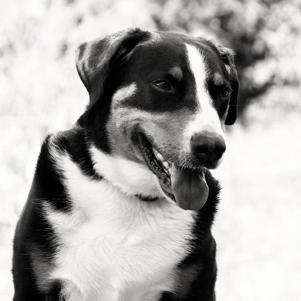Joven Sennenhund primer plano playfull mirada en los ojos.black y wh — Foto de Stock