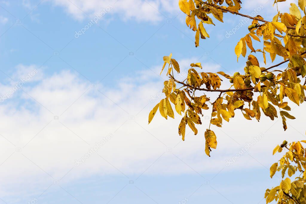 Branches of a walnut tree on a background of cloudy autumn sky.