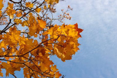 Sonbahar akçaağaç yaprakları güneşli bir günde mavi gökyüzüne karşı soyut arkaplan ve bulanık yapraklar.