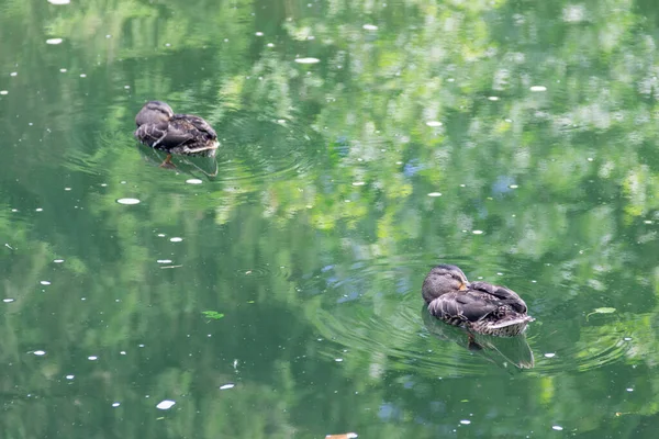 Wildenten Schwimmen Teich Mit Algen — Stockfoto