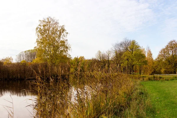 연못은 갈대로 뒤덮여 — 스톡 사진