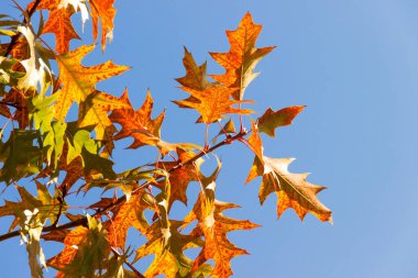 Çok renkli sonbahar meşe yaprakları güneşli bir günde mavi gökyüzüne karşı, soyut arkaplan ve bulanık yapraklar.