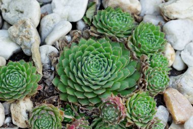 Büyük sulu ve bahçedeki kayalıklarda bir sürü küçük sulu..