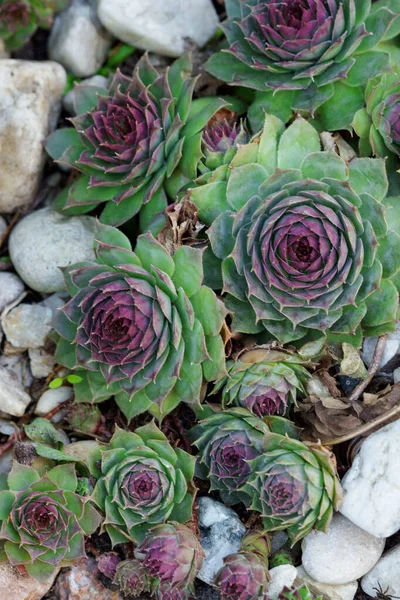 Large succulent and many small succulents on the rocks in the garden.