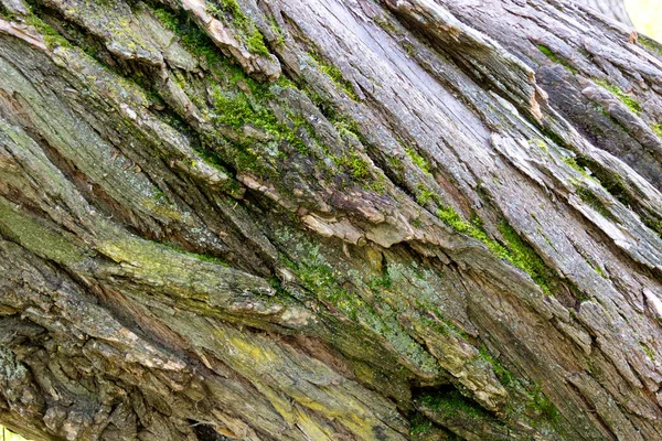 Trunk Old Tree Covered Moss Surface Natural Bark Patterns Natural — Stock Photo, Image