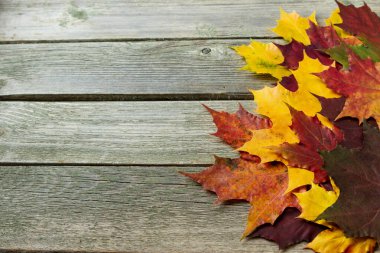 Akçaağaç yapraklı sonbahar arkaplanı.