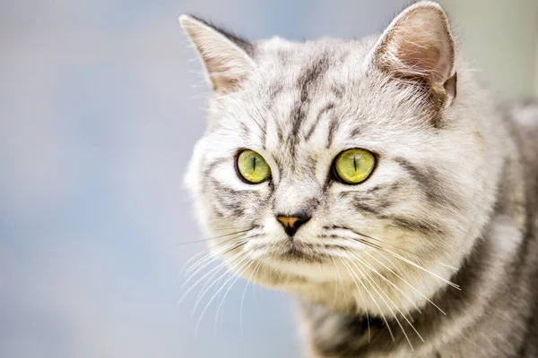cat with beautiful eyes, cute animal photo.
