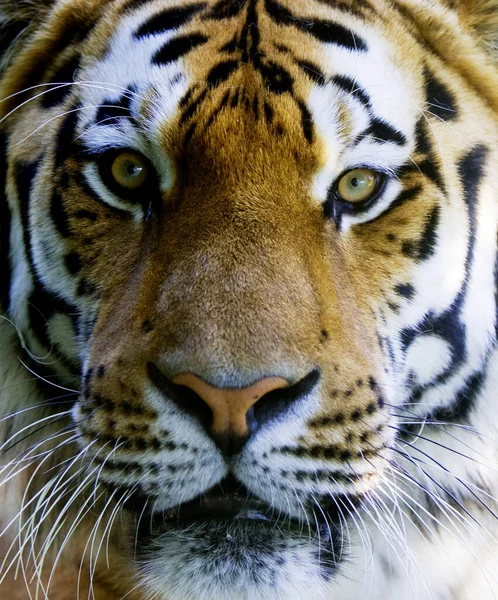 Angry tiger face for poster, funny animal photo.