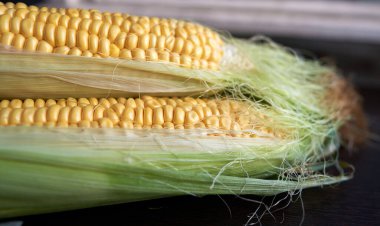 Yapraklı dört altın mısır kulağı. Alçakgönüllülük. Üst görünüm