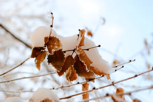 Yellow leaves powdered snow. Conceptual photo for an early unexpected winter and first snow.