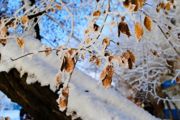 Folhas amarelas neve em pó. Foto conceitual para um inverno inesperado cedo e primeira neve . — Fotografia de Stock