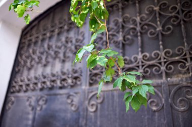 Batan güneş tarafından aydınlatılan sarmaşık yaprakları eski bir demirden kapının arka planına karşı.