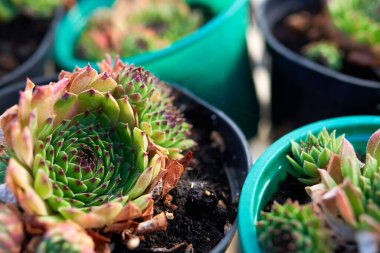 Sempervivum Reinhard Houseleek, tavuk ve piliç 